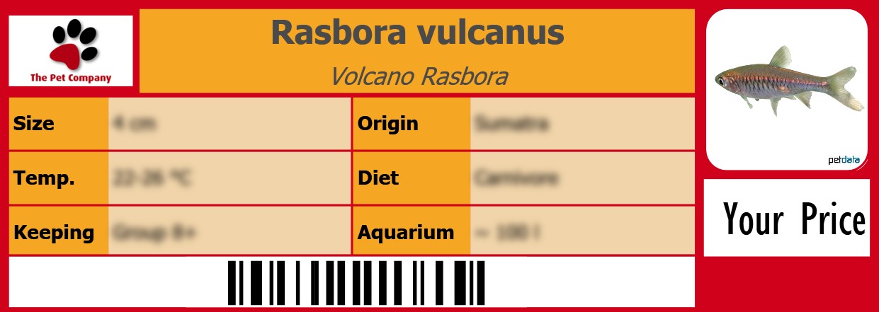 Rasbora vulcanus Volcano Rasbora 105 x 38 mm