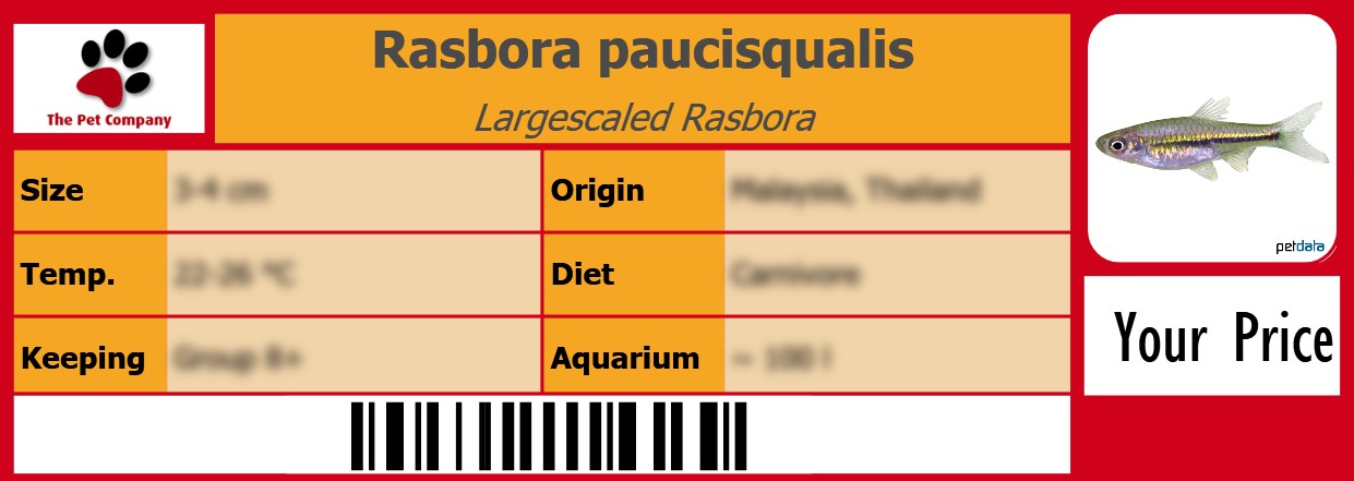 Rasbora paucisqualis Largescaled Rasbora 105 x 38 mm