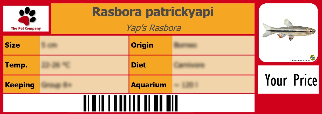 Rasbora patrickyapi Yap's Rasbora 105 x 38 mm