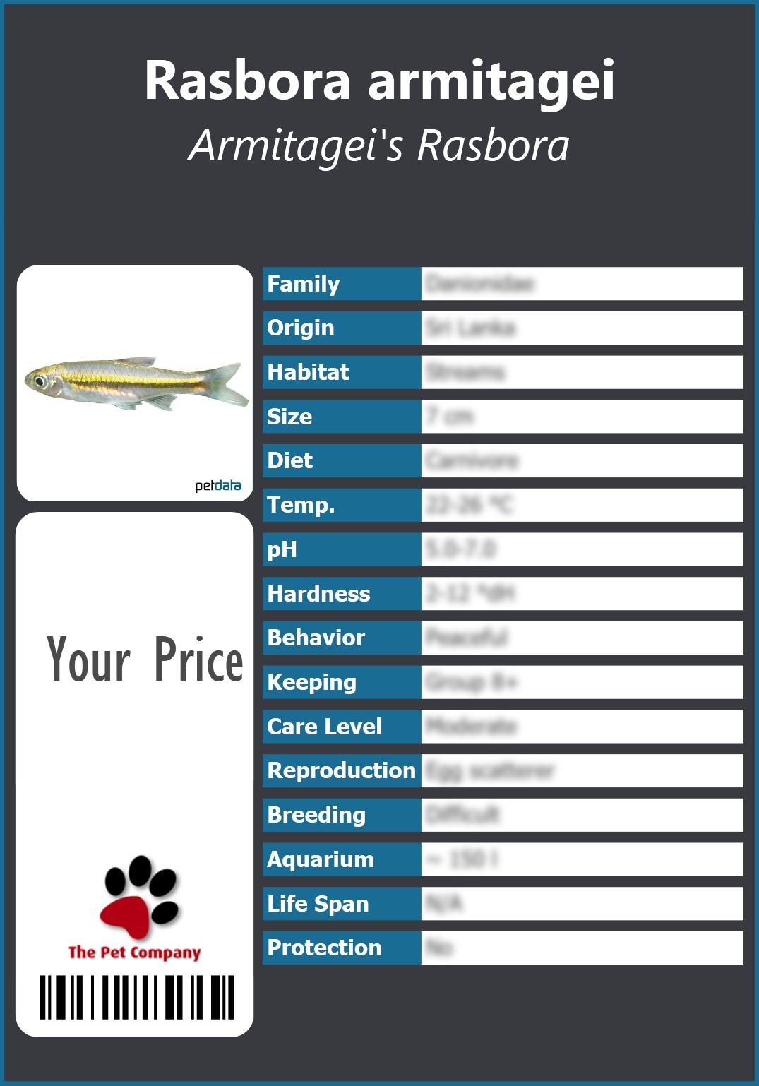 Rasbora armitagei Armitagei's Rasbora 91 x 130 mm