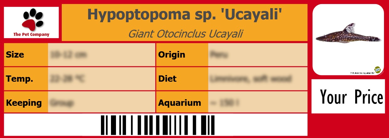 Hypoptopoma sp. 'Ucayali' Giant Otocinclus Ucayali 105 x 38 mm