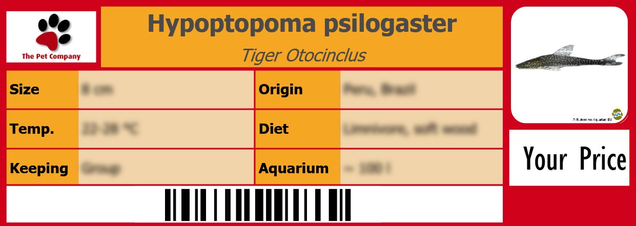 Hypoptopoma psilogaster Tiger Otocinclus 105 x 38 mm