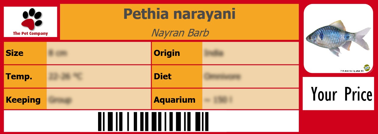 Pethia narayani Nayran Barb 105 x 38 mm
