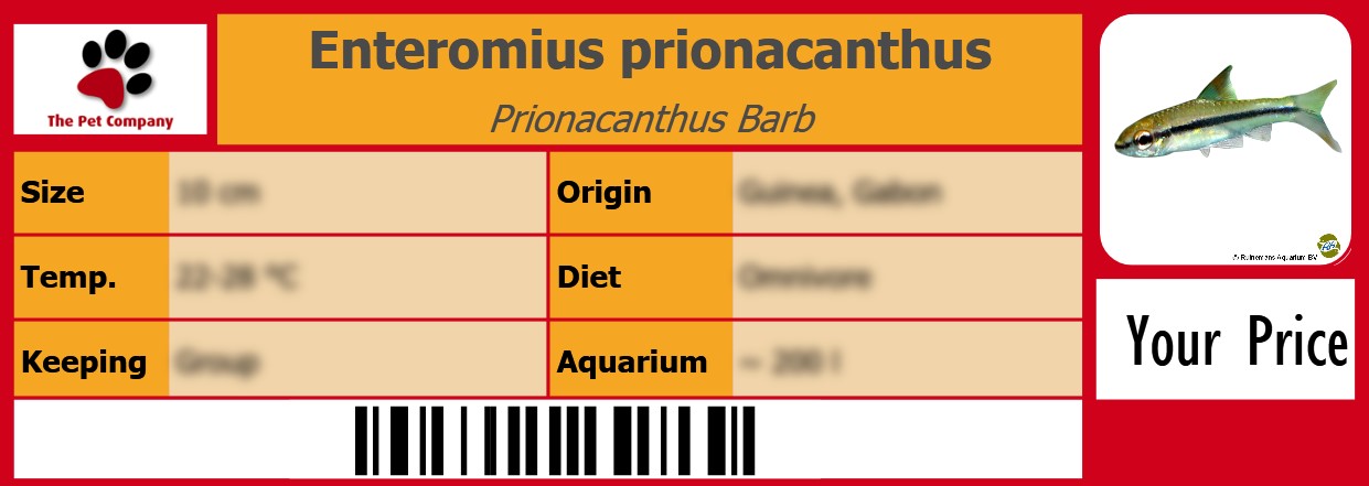 Enteromius prionacanthus Prionacanthus Barb 105 x 38 mm