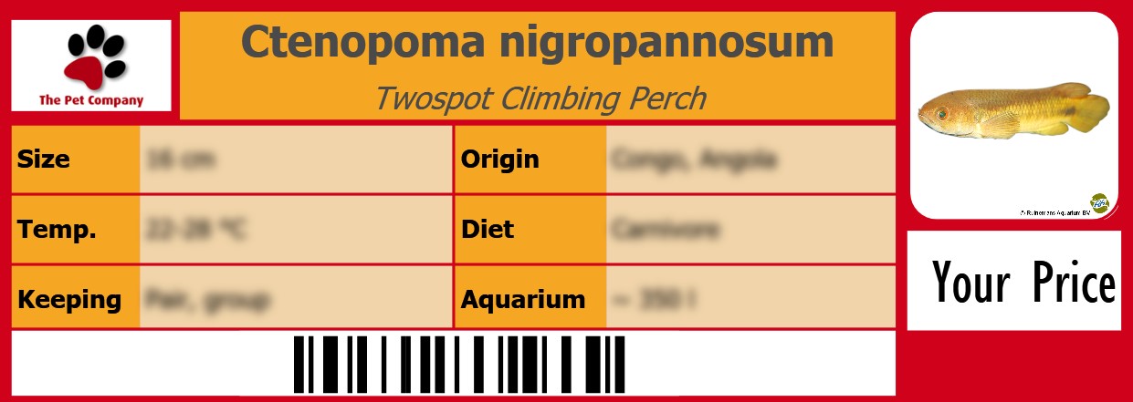 Ctenopoma nigropannosum Twospot Climbing Perch 105 x 38 mm