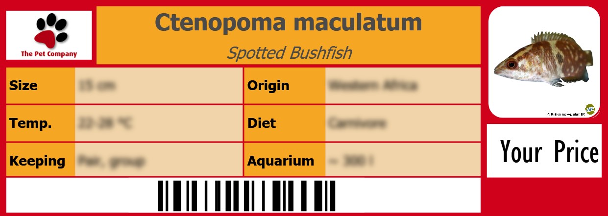 Ctenopoma maculatum Spotted Bushfish 105 x 38 mm