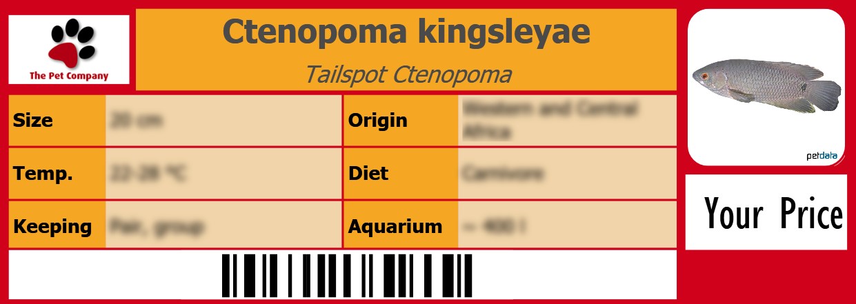 Ctenopoma kingsleyae Tailspot Ctenopoma 105 x 38 mm