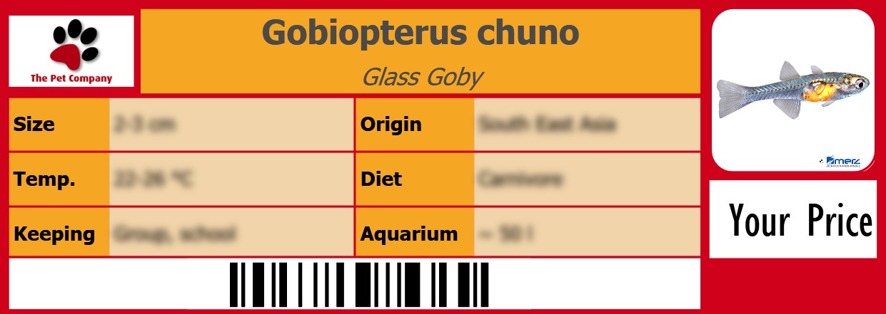 Gobiopterus chuno Glass Goby 105 x 38 mm