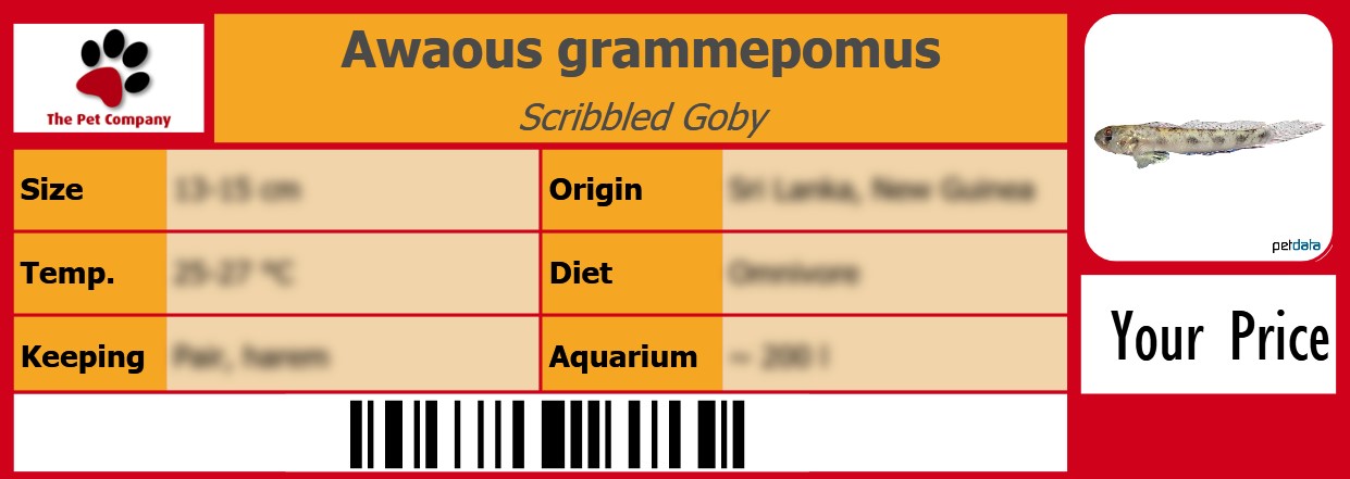 Awaous grammepomus Scribbled Goby 105 x 38 mm