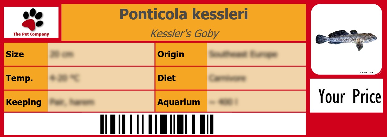 Ponticola kessleri Kessler's Goby 105 x 38 mm
