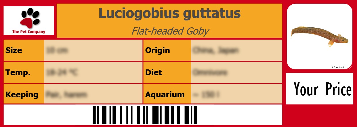 Luciogobius guttatus Flat-headed Goby 105 x 38 mm