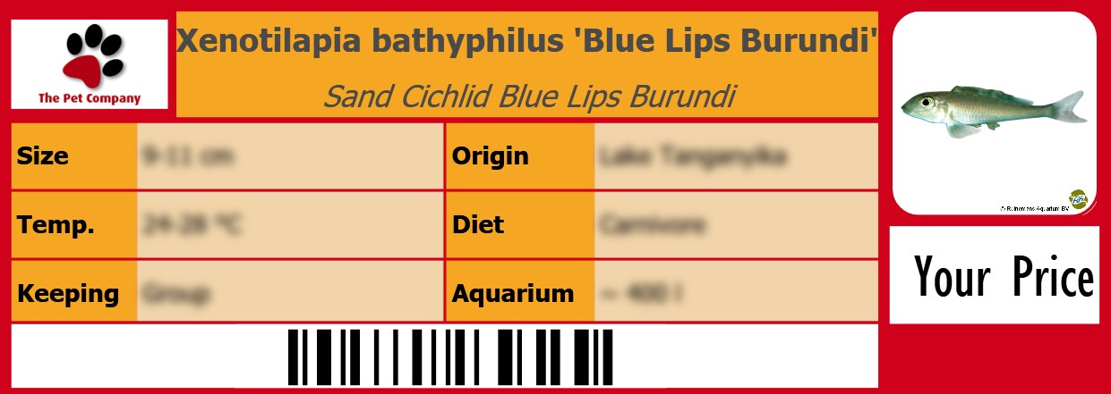 Xenotilapia bathyphilus 'Blue Lips Burundi' Sand Cichlid Blue Lips Burundi 105 x 38 mm