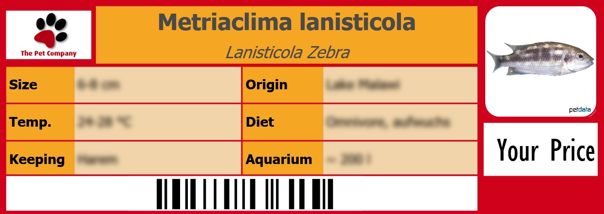 Metriaclima lanisticola Lanisticola Zebra 105 x 38 mm