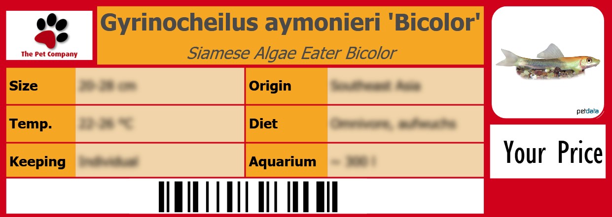 Gyrinocheilus aymonieri 'Bicolor' Siamese Algae Eater Bicolor 105 x 38 mm