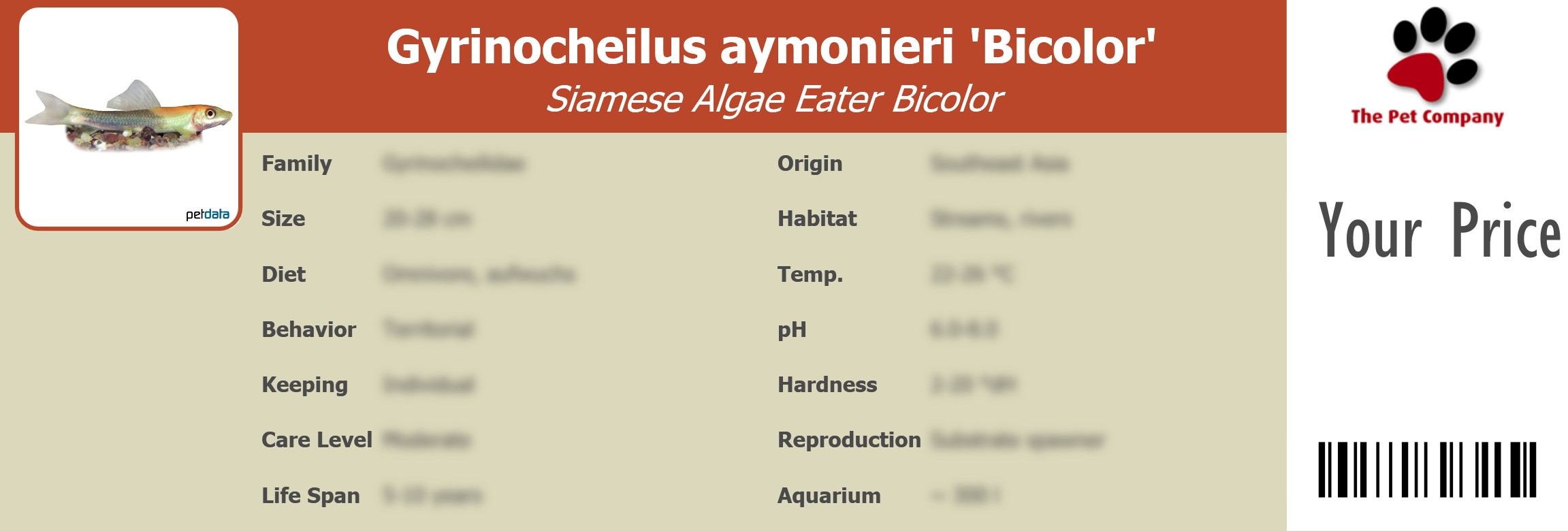 Gyrinocheilus aymonieri 'Bicolor' Siamese Algae Eater Bicolor 195 x 66 mm