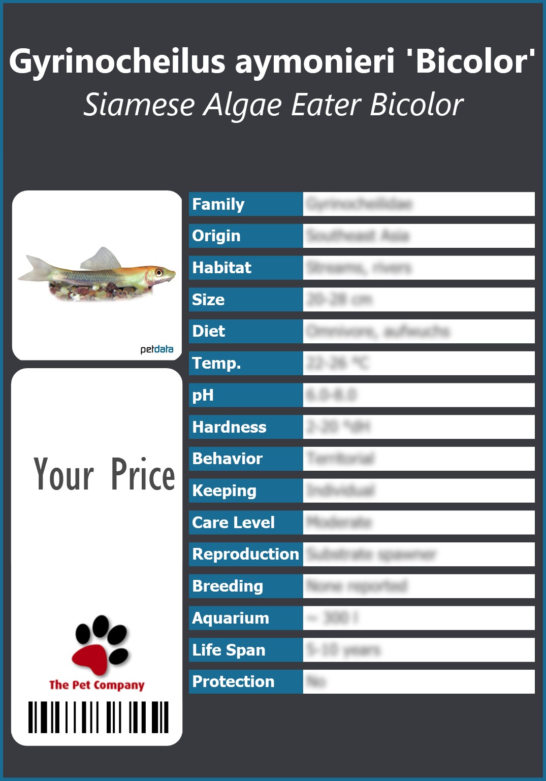 Gyrinocheilus aymonieri 'Bicolor' Siamese Algae Eater Bicolor 91 x 130 mm