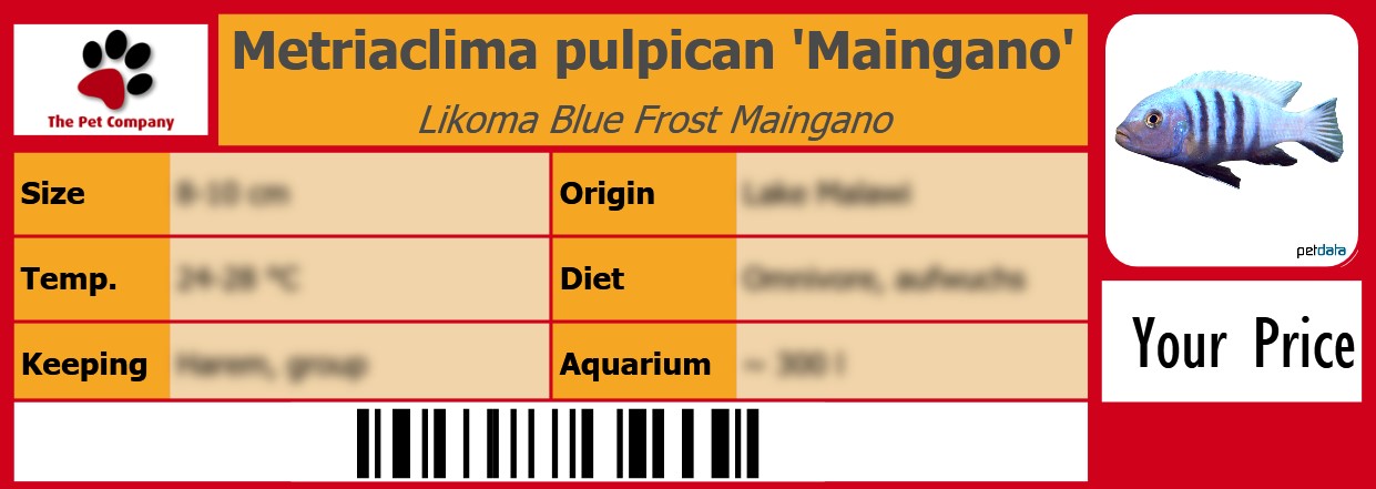 Metriaclima pulpican 'Maingano' Likoma Blue Frost Maingano 105 x 38 mm