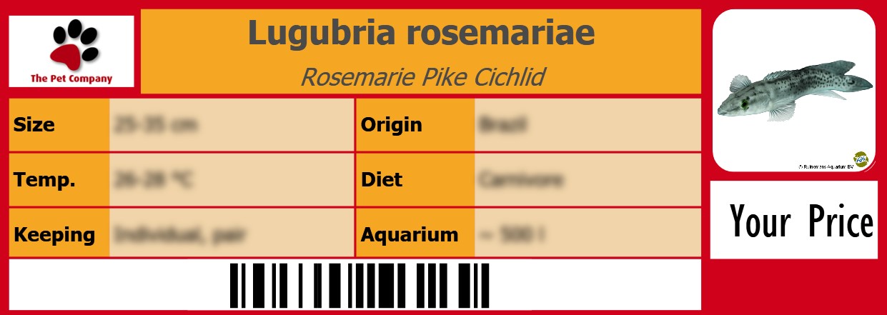 Lugubria rosemariae Rosemarie Pike Cichlid 105 x 38 mm