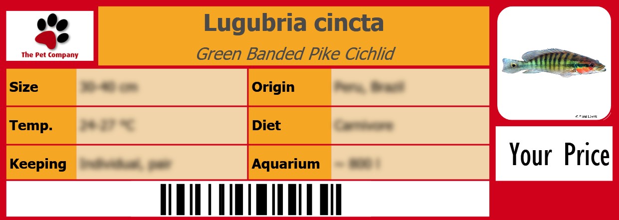 Lugubria cincta Green Banded Pike Cichlid 105 x 38 mm