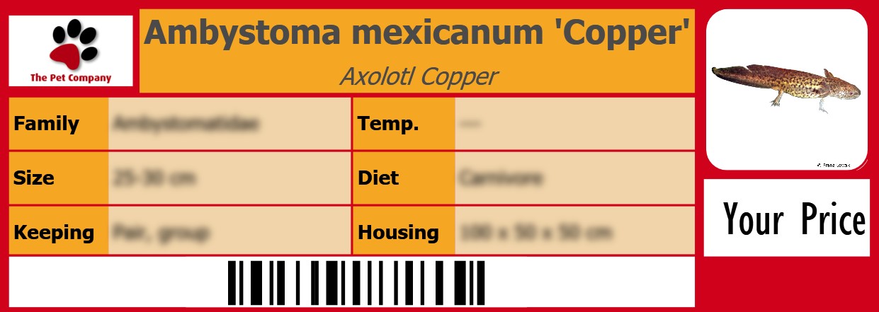 Ambystoma mexicanum 'Copper' Axolotl Copper 105 x 38 mm
