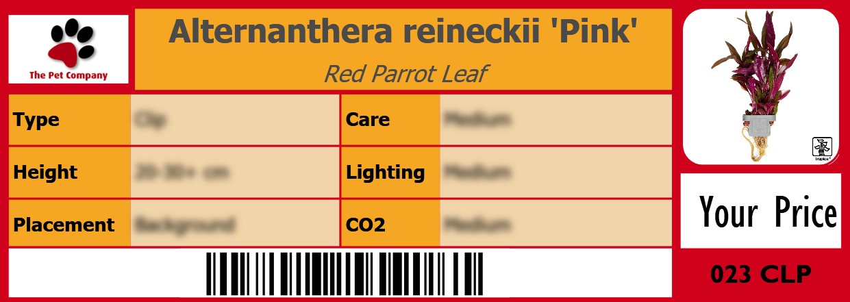 Alternanthera reineckii 'Pink' Red Parrot Leaf 105 x 38 mm