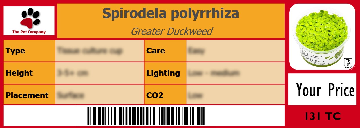Spirodela polyrrhiza Greater Duckweed 105 x 38 mm