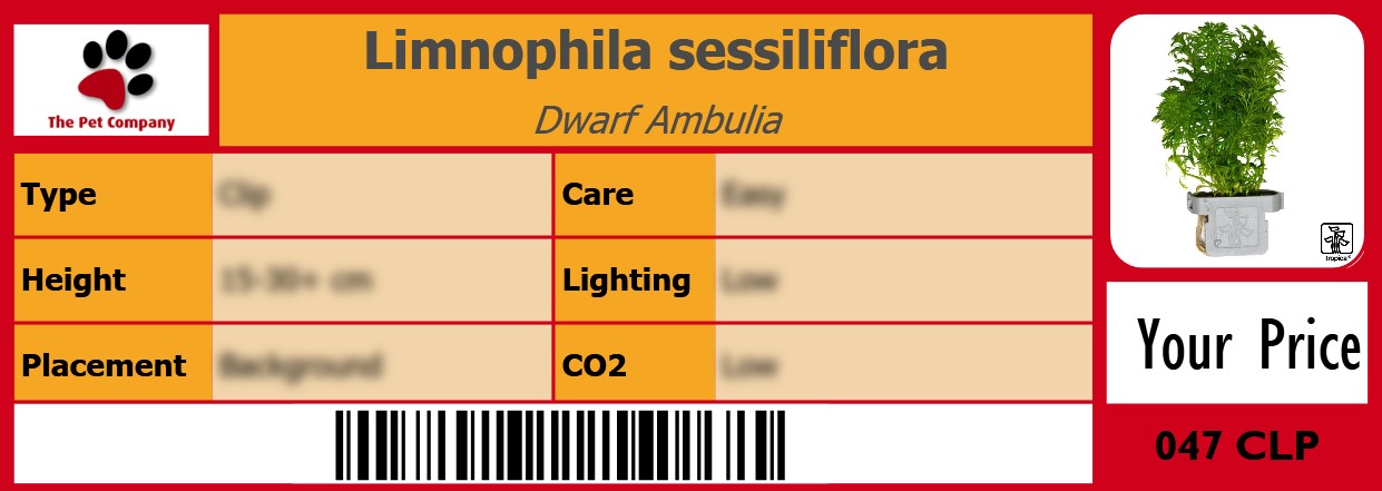 Limnophila sessiliflora Dwarf Ambulia 105 x 38 mm