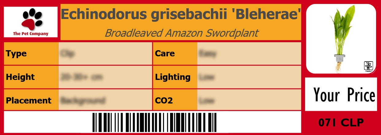 Echinodorus grisebachii 'Bleherae' Broadleaved Amazon Swordplant 105 x 38 mm