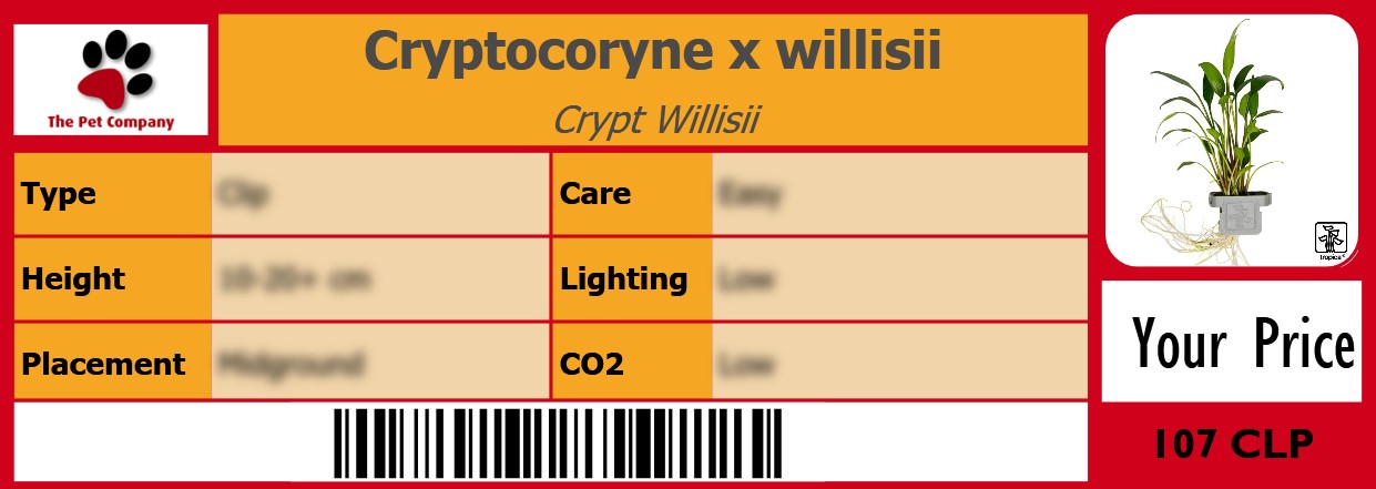 Cryptocoryne x willisii Crypt Willisii 105 x 38 mm
