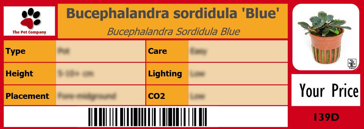 Bucephalandra sordidula 'Blue' Bucephalandra Sordidula Blue 105 x 38 mm