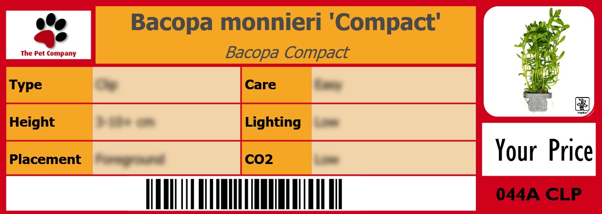 Bacopa monnieri 'Compact' Bacopa Compact 105 x 38 mm