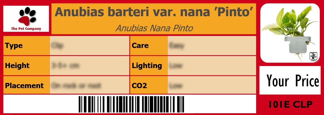 Anubias barteri var. nana ’Pinto’ Anubias Nana Pinto 105 x 38 mm
