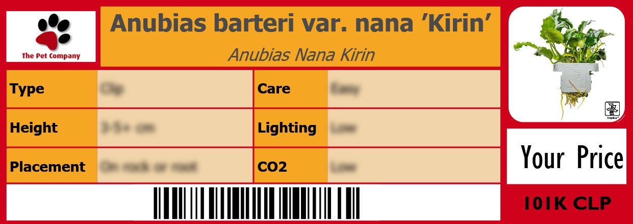 Anubias barteri var. nana ’Kirin’ Anubias Nana Kirin 105 x 38 mm