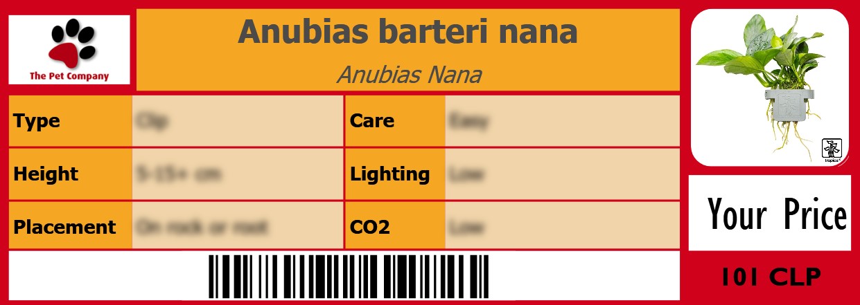 Anubias barteri nana Anubias Nana 105 x 38 mm