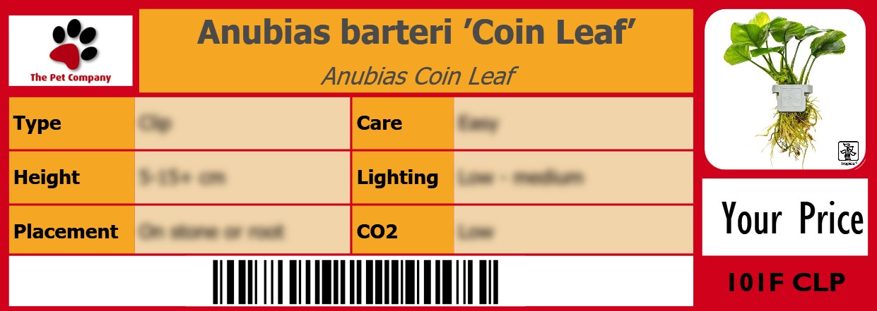 Anubias barteri ’Coin Leaf’ Anubias Coin Leaf 105 x 38 mm