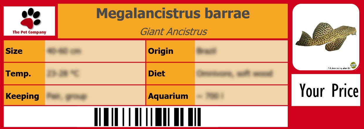 Megalancistrus barrae Giant Ancistrus 105 x 38 mm