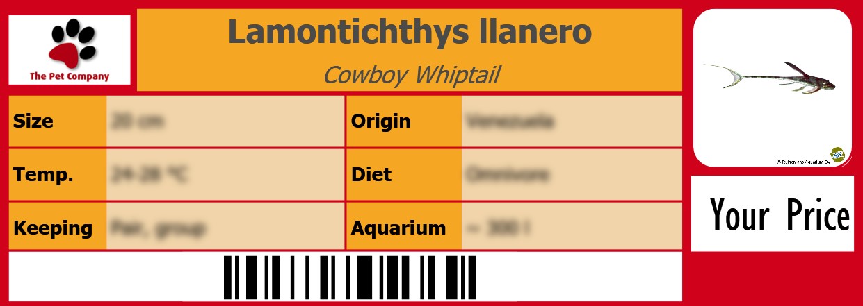 Lamontichthys llanero Cowboy Whiptail 105 x 38 mm