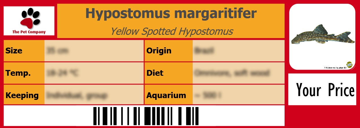 Hypostomus margaritifer Yellow Spotted Hypostomus 105 x 38 mm