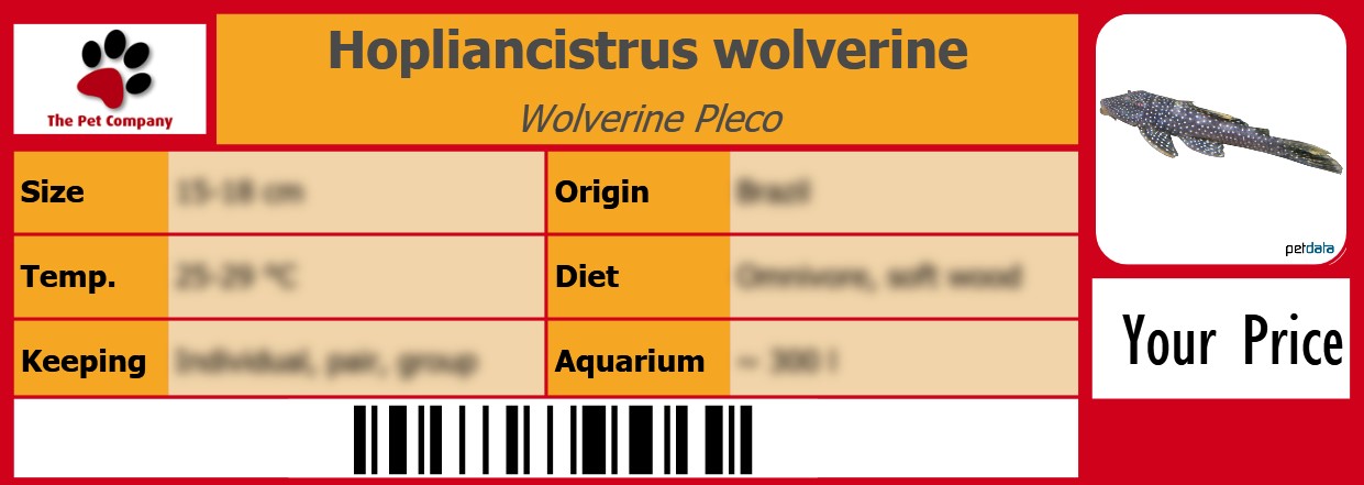 Hopliancistrus wolverine Wolverine Pleco 105 x 38 mm