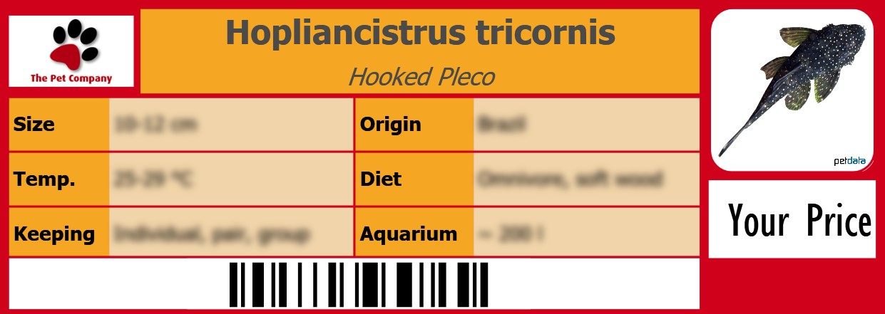 Hopliancistrus tricornis Hooked Pleco 105 x 38 mm