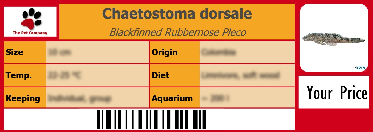 Chaetostoma dorsale Blackfinned Rubbernose Pleco 105 x 38 mm