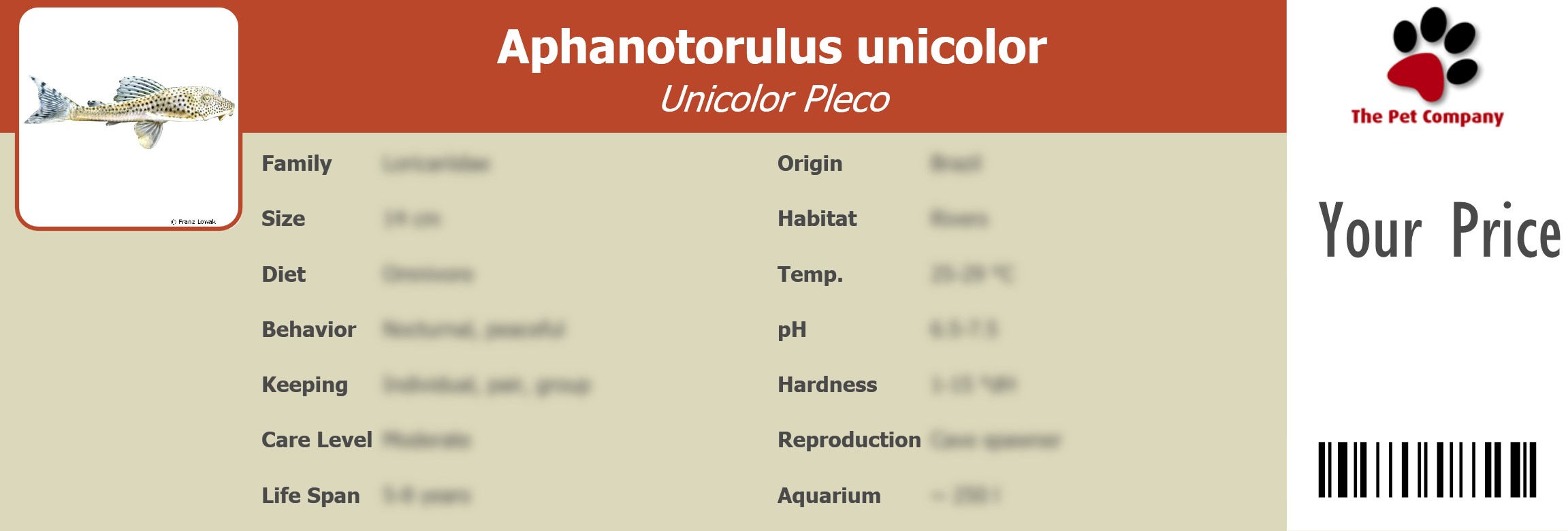 Aphanotorulus unicolor Unicolor Pleco 195 x 66 mm