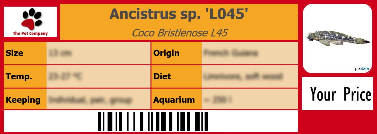 Ancistrus sp. 'L045' Coco Bristlenose L45 105 x 38 mm