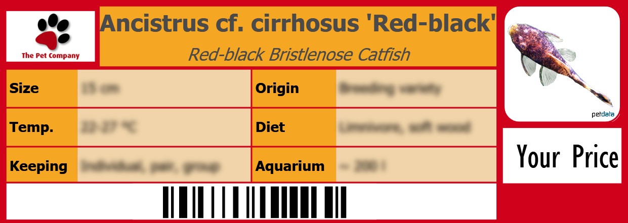 Ancistrus cf. cirrhosus 'Red-black' Red-black Bristlenose Catfish 105 x 38 mm
