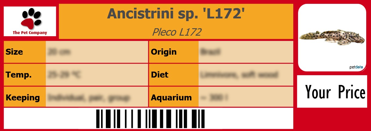 Ancistrini sp. 'L172' Pleco L172 105 x 38 mm