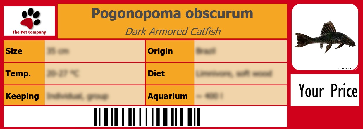 Pogonopoma obscurum Dark Armored Catfish 105 x 38 mm