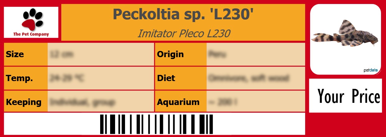 Peckoltia sp. 'L230' Imitator Pleco L230 105 x 38 mm