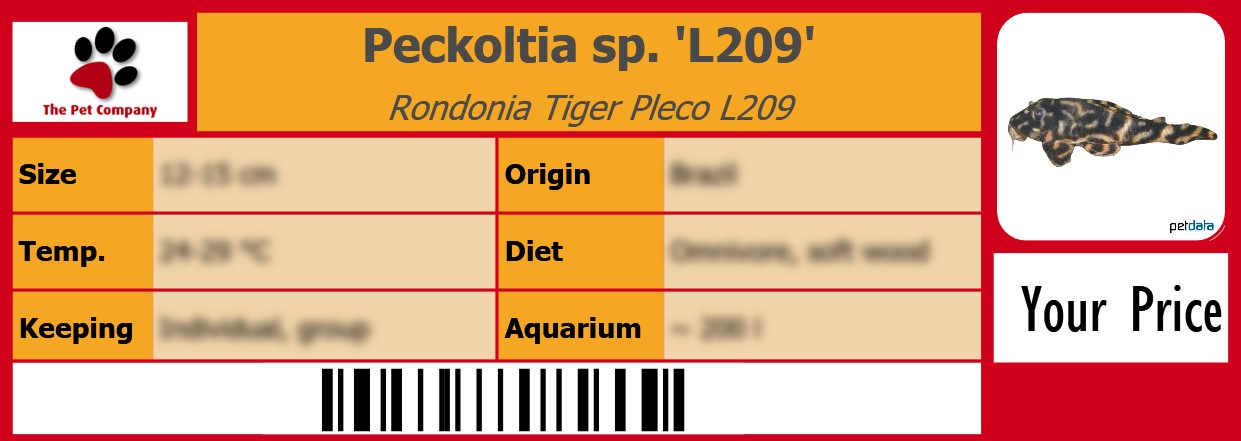 Peckoltia sp. 'L209' Rondonia Tiger Pleco L209 105 x 38 mm