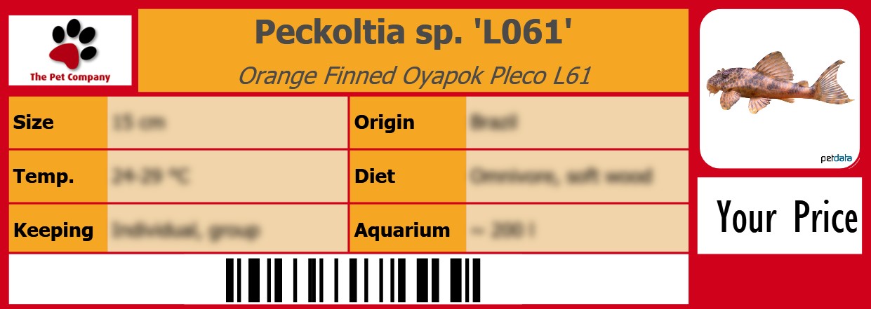 Peckoltia sp. 'L061' Orange Finned Oyapok Pleco L61 105 x 38 mm