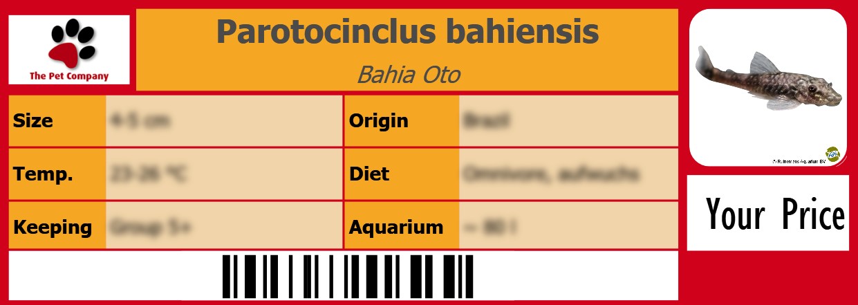 Parotocinclus bahiensis Bahia Oto 105 x 38 mm
